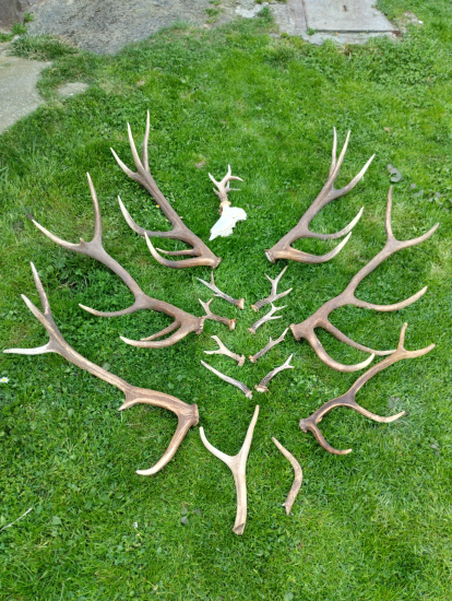 Koniec sezony zavrsena uhynom srnca 121,57 b