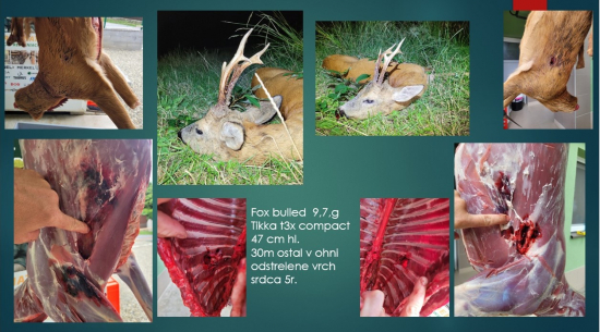 Fox bulled  9,7,g Tikka t3x compact  308 win, 47 cm hl. SRNEC