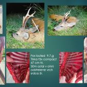 Fox bulled  9,7,g Tikka t3x compact  308 win, 47 cm hl. SRNEC