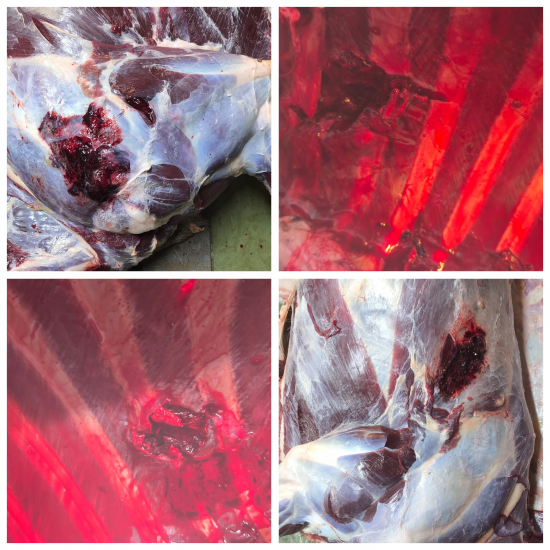 9,3x62 RWS UNI classic 19g