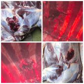 9,3x62 RWS UNI classic 19g