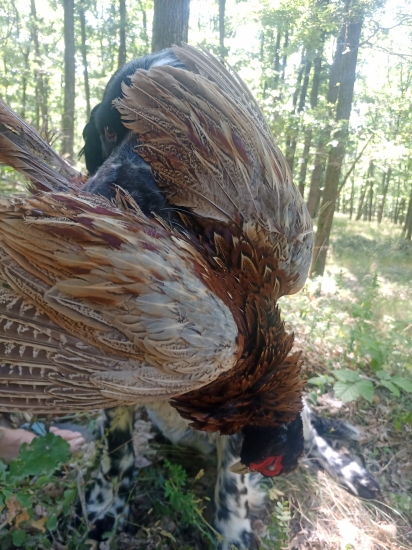 Tréning v plnom prúde