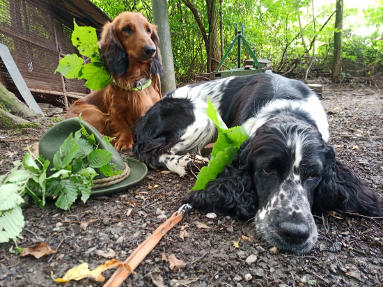 Lota ASS a Flám JDl