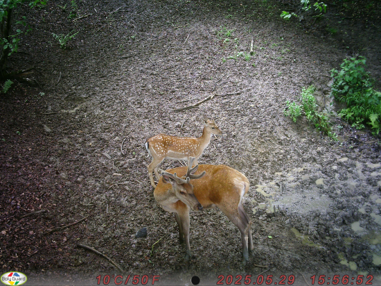 Kamaráti pri napájadle