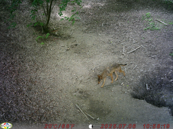 Vĺčko v letnom šate