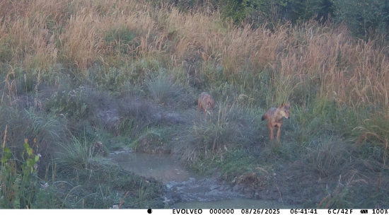 Ej veru brazdia revirom