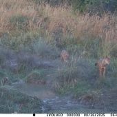 Ej veru brazdia revirom