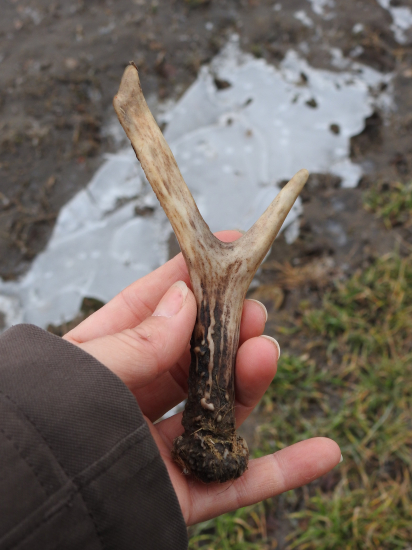 Ďalší z prechádzky.