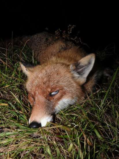 Trpezlivosť, šťastie...