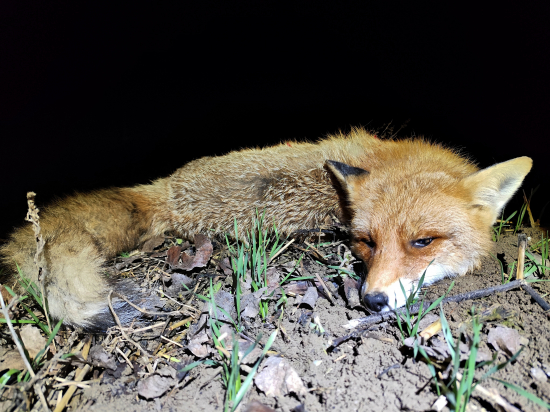 Včera sa zadarilo...