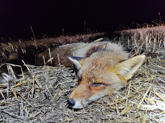 Dnešný úspešný lov.