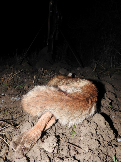 Valentínsky lišiak.