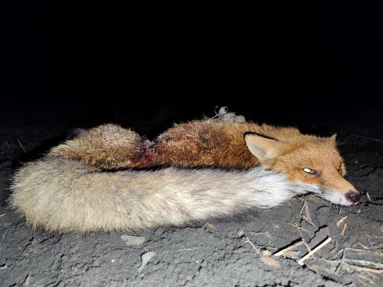 Dnes opäť šťastie na mojej strane.