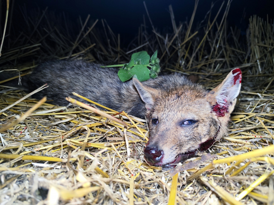 Môj prvý šakal. 1/2025