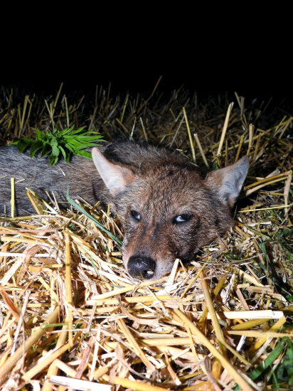 Šakal č.2...Lovu zdar!