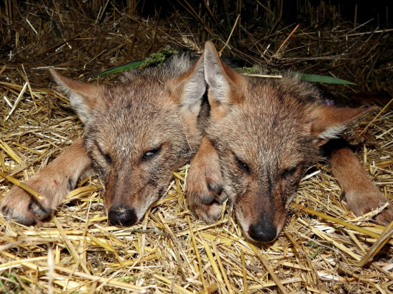 Vytrvalosť je spôsob, ako najlepšie využiť to, čo už funguje. Šakal zlatý 3,4/2025