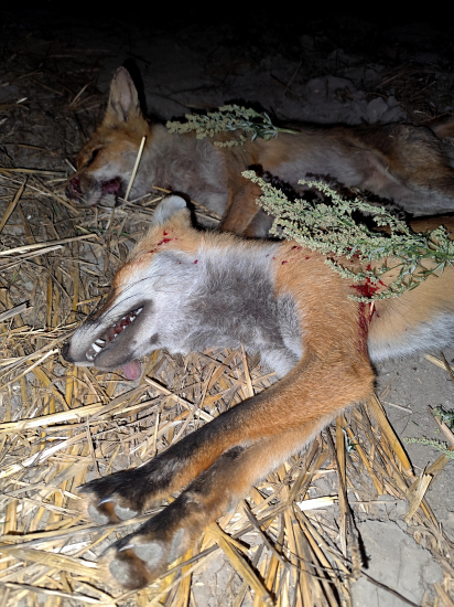 Včerajší úspešný lov.