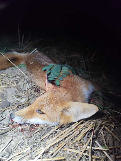 Dnešný vydarený lov.