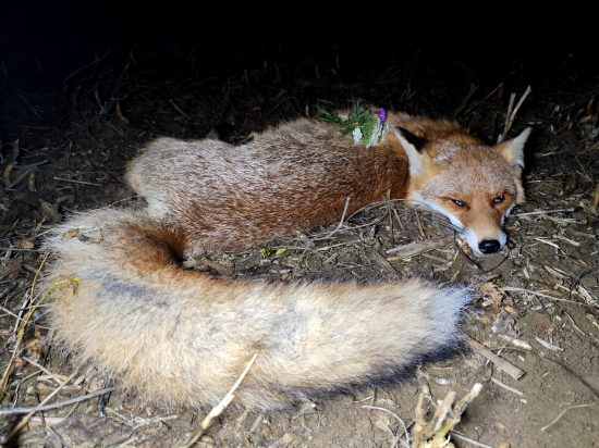 Včerajší lišiak.