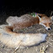 Včerajší lišiak.