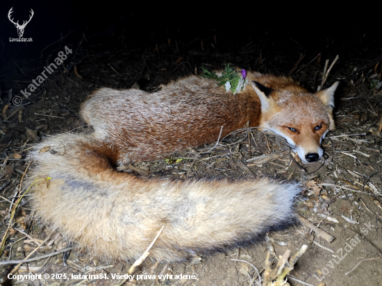 Včerajší lišiak.