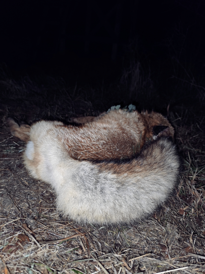 Včerajší úspešný lov líšky.