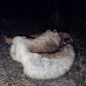 Včerajší úspešný lov líšky.