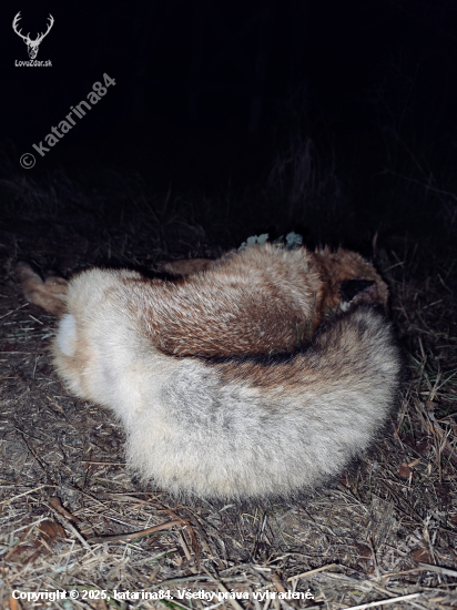 Včerajší úspešný lov líšky.