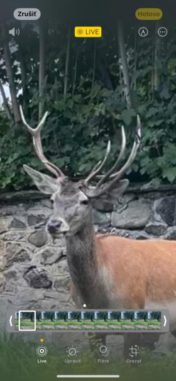 Dnes rarita z Turčeka