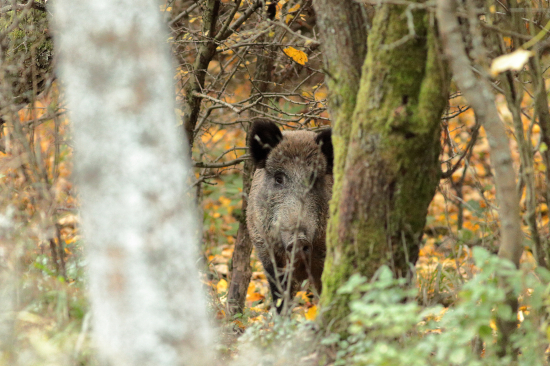 Pozoroval ma z húštiny