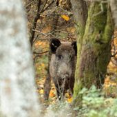 Pozoroval ma z húštiny