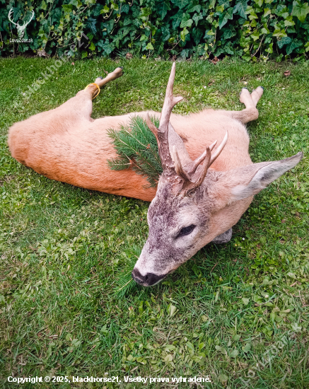Raritný