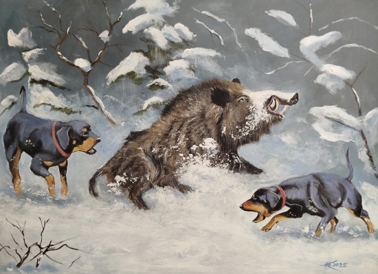 Ranený diviak s kopovmi