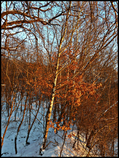 podvečerné farby ...