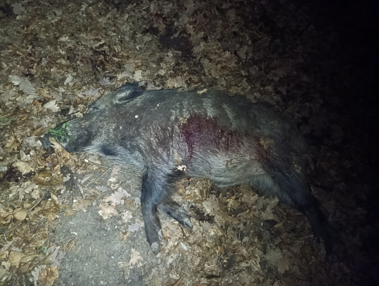 Narodeninový darček od Diany