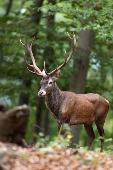 Príchod na rujovisko
