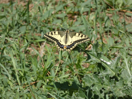 Vidlochvost feniklový