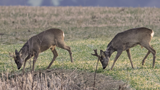 staršie skôr vytĺkajú, mladšie skôr presrsťujú