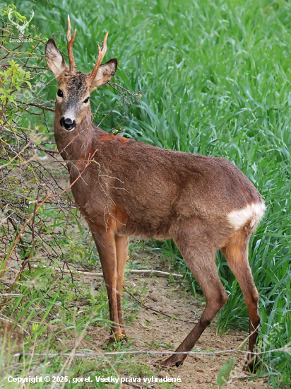 poranená pučnica