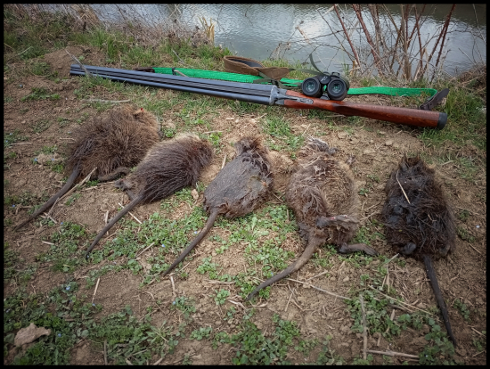 Ja Vám dám! Repku mi žrať!