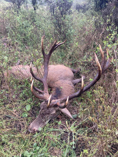 Jelenia ruja 2024 v Maďarsku