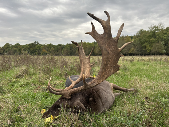 Ruja 2024 v Maďarsku