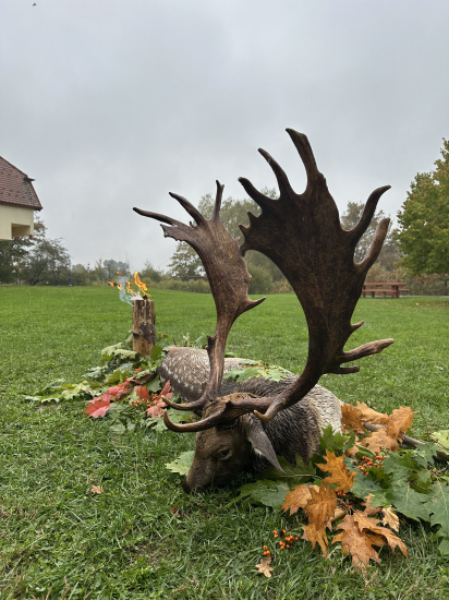 Ruja 2024 v Maďarsku