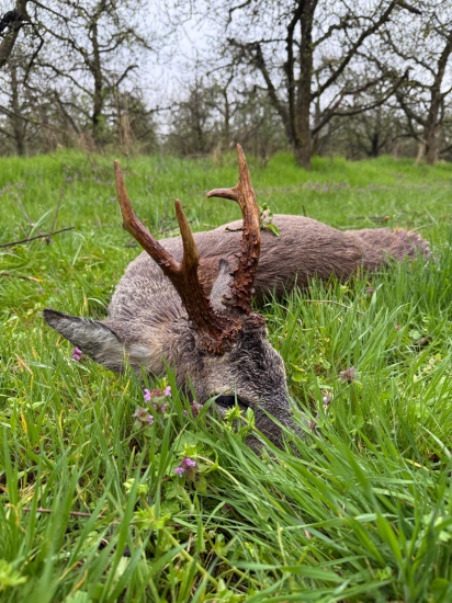 Na srncoch v Maďarsku