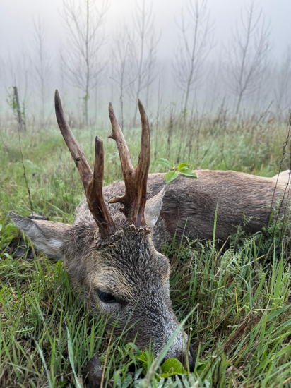 Na srncoch v Maďarsku