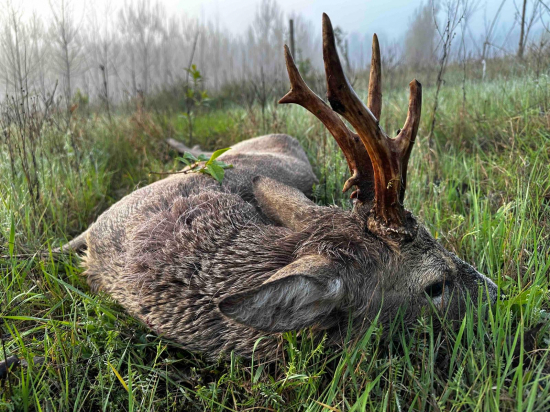 Na srncoch v Maďarsku