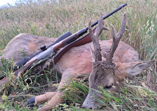 Na srncoch v Maďarsku