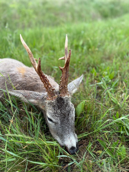 Osmorák z Maďarska