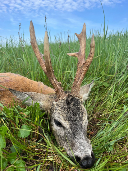 Osmorák z Maďarska