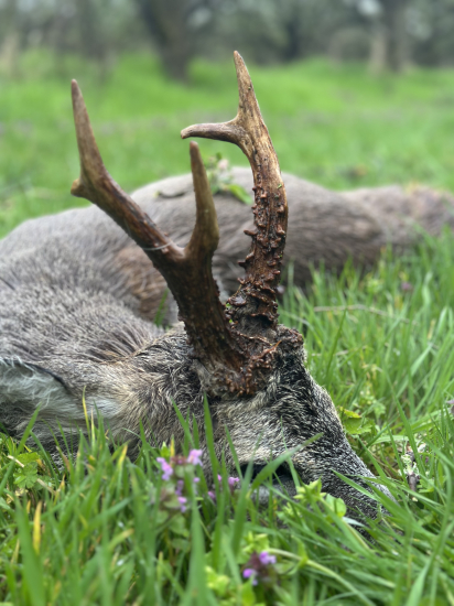 Na srncoch v Maďarsku